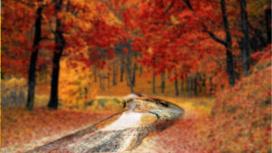 law and helplessness